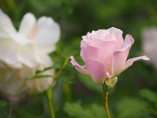 薄ピンクのバラ　シュシュ