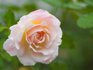 薄ピンクのバラ　シュシュ