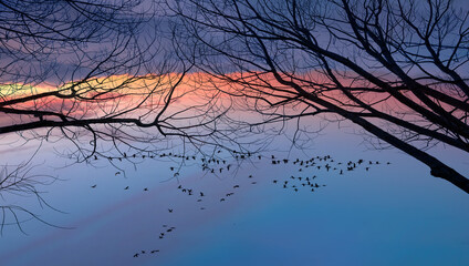 Silhouette of lone tree branch at sunset -  View of trumpeter swans flying at sunset