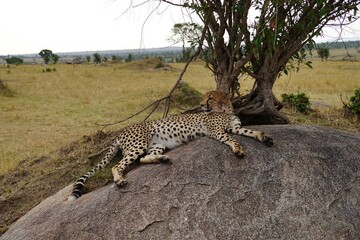 Fototapeta na wymiar african wildlife, cheetah