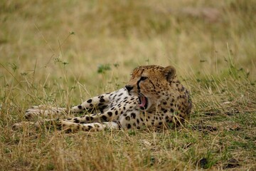 african wildlife, cheetah