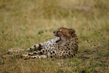 african wildlife, cheetah