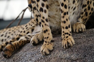 african wildlife, cheetah
