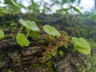 Selective focus of wet Venus flytrap (umbilicus rupestris) on trunk with moss and blurred background