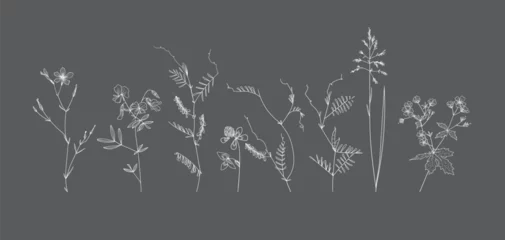Foto op Canvas Field flowers and grasses, line drawing. Vector illustration © Дарья Березина