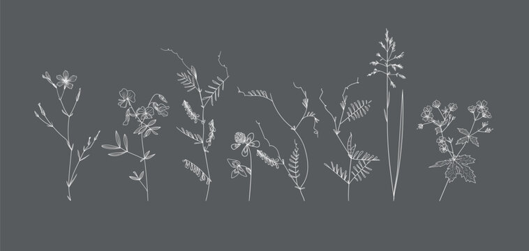 Field flowers and grasses, line drawing. Vector illustration