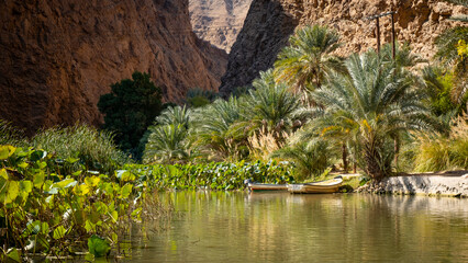 Palm Trees in Wadi Shab of Oman - obrazy, fototapety, plakaty