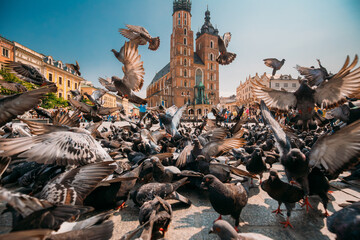 Krakow, Poland. Doves Birds Near St. Mary's Basilica. Pigeons Take-off Flying Near Church Of Our Lady Assumed Into Heaven. UNESCO World Heritage Site.