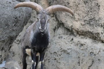 スーチョワンバーラル