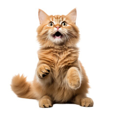 Fototapeta premium Funny cat isolated on white background