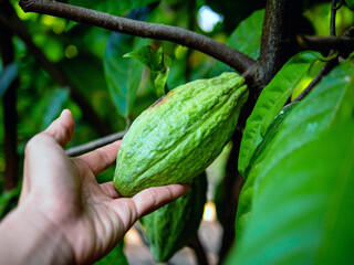 Unripe organic Cocoa fruit in hand . The cocoa tree ( Theobroma cacao ) with fruits, Green cocoa raw cacao tree plant fruit plantation