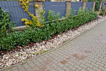 An evergreen shrub in front of a fence of light wood planks will improve the opacity of the street,...