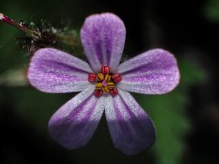 Purple flower with water drops on petals on a black background