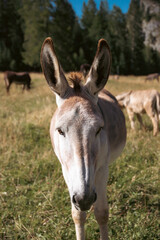 A donkey in the wonderful landscape of the Dolomites mountains, South Tyrol, Italy