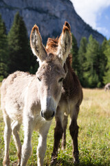 A donkey in the wonderful landscape of the Dolomites mountains, South Tyrol, Italy