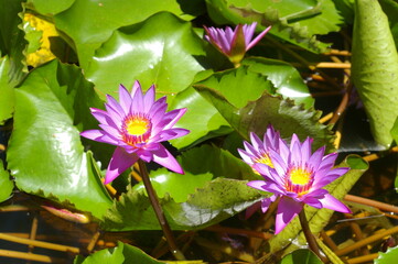 Flowers of Bora Bora
