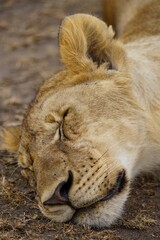 african wildlife, young male lion
