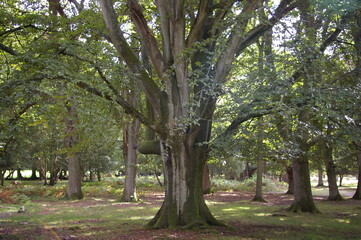 Fototapeta na wymiar Views of a copse in the New Forest, Hampshire
