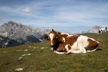 Fototapeta na wymiar Cos in the Dolomites, grazing on beautiful green meadow. Scenery from Tre Cime.