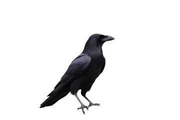 Obraz premium a high quality stock photograph of a single flying spread winged crow isolated on a transparant or white background