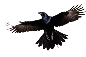 Poster a high quality stock photograph of a single flying spread winged crow isolated on a transparant or white background © ramses