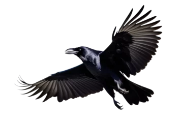 Fotobehang a high quality stock photograph of a single flying spread winged raven isolated on a transparant or white background © ramses