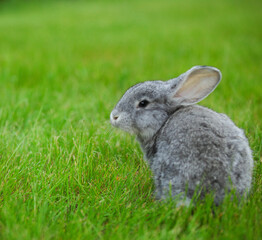 Cute little grey rabbit