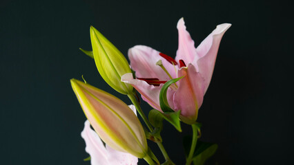 Lillies in A Dark Room