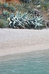 Agave Plants on Pebble Beach with Turquoise Sea