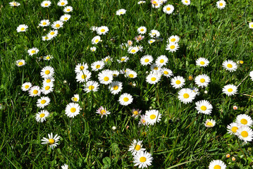 Lush Green Meadow Sprinkled with White Daisies