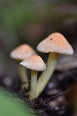Tiny Wild Mushrooms on Forest Floor