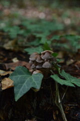 Cluster of Brown Mushrooms with Ivy on Forest Log
