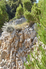 Mediterranean Landscape with Pine Trees and Rocky Cliff