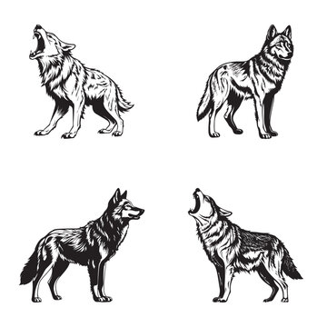 Wolf - wild animals, vector design of wolf isolated on white background