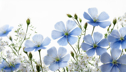 Niebieskie kwiaty Lnu zwyczajnego na białym tle. Letnia łąka. Generative AI - obrazy, fototapety, plakaty