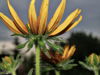 Black-eyed Susan, Rudbeckia hirta, close-up