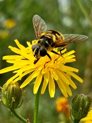 A hoverfly on a yellow dandelion flower close-up