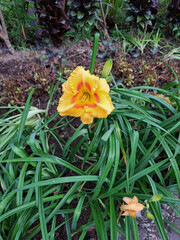 yellow daylily flower in the garden
