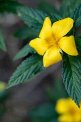Damiana flowers or Turnera diffusa are beautiful yellow flowering plants and are used as herbal medicine