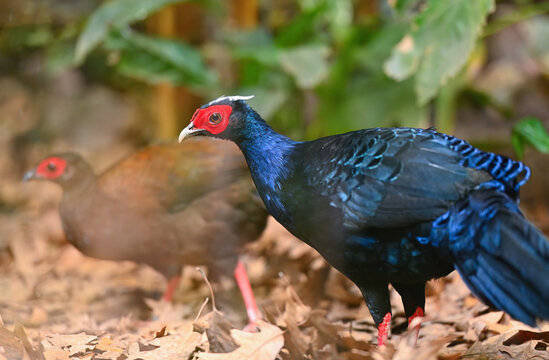 Edwards's pheasant male and female bird foraging
