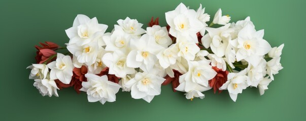 Bouquet of white narcissus on a burgundy colored backdrop isolated pastel background 