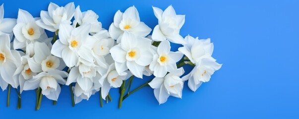 Bouquet of white narcissus on a cobalt colored backdrop isolated pastel background 