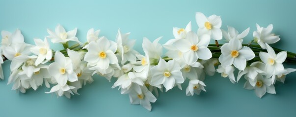 Bouquet of white narcissus on a cyan colored backdrop isolated pastel background 