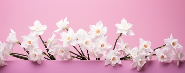 Bouquet of white narcissus on a fuchsia colored backdrop isolated pastel background 