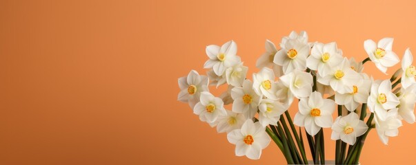 Bouquet of white narcissus on a hazelnut colored backdrop isolated pastel background 