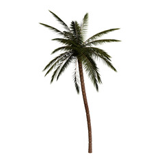 3D Rendered Palm with no Background
