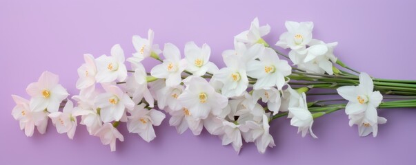 Naklejka na ściany i meble Bouquet of white narcissus on a lilac colored backdrop isolated pastel background 