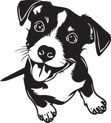 black and white funny Jack Russell Terrier dog