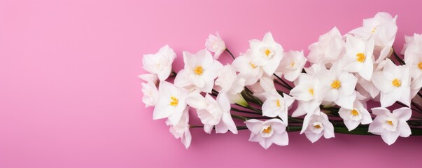 Bouquet of white narcissus on a magenta colored backdrop isolated pastel background 