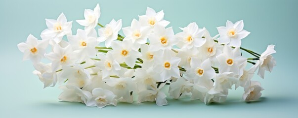 Bouquet of white narcissus on a pearl colored backdrop isolated pastel background 